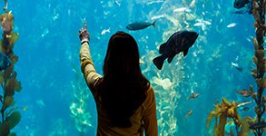 Monterey Aquarium